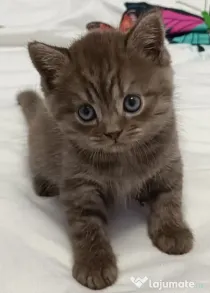 Pisicuțe British Shorthair +2luni