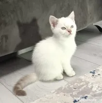 Pisici British Shorthair, Blue Silver Tabby și Alb cu gri Colorpoint, de +2 luni