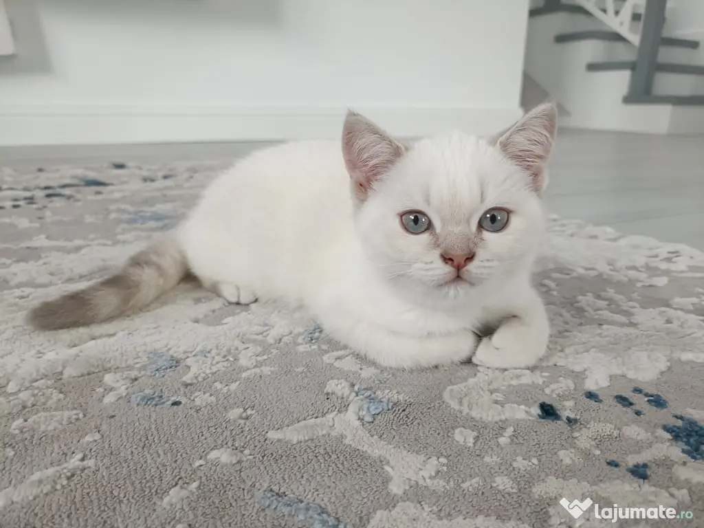 Pisici British Shorthair, Blue Silver Tabby și Alb cu gri Colorpoint, de +2 luni