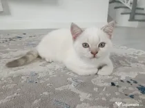 Pisici British Shorthair, Blue Silver Tabby și Alb cu gri Colorpoint, de +2 luni