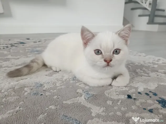 Pisici British Shorthair, Blue Silver Tabby și Alb cu gri Colorpoint, de +2 luni