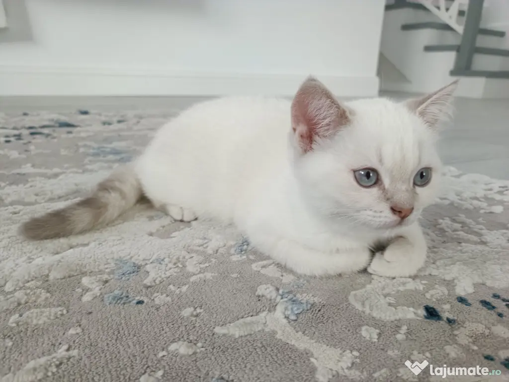 Pisici British Shorthair, Blue Silver Tabby și Alb cu gri Colorpoint, de +2 luni