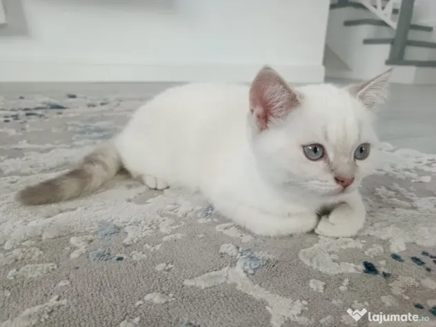 Pisici British Shorthair, Blue Silver Tabby și Alb cu gri Colorpoint, de +2 luni