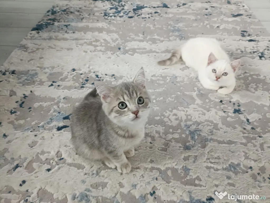 Pisici British Shorthair, Blue Silver Tabby și Alb cu gri Colorpoint, de +2 luni