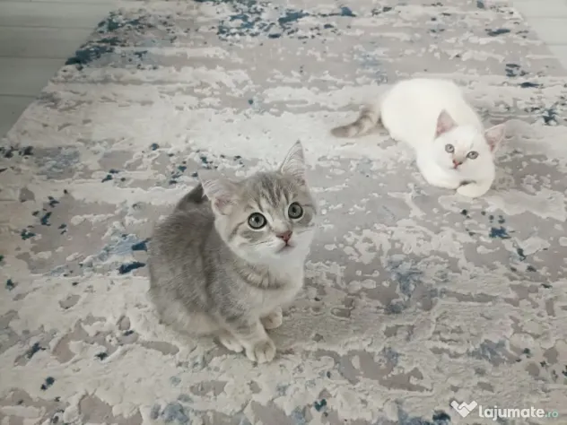 Pisici British Shorthair, Blue Silver Tabby și Alb cu gri Colorpoint, de +2 luni