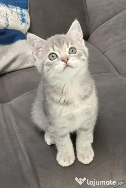 Pisici British Shorthair, Blue Silver Tabby și Alb cu gri Colorpoint, de +2 luni