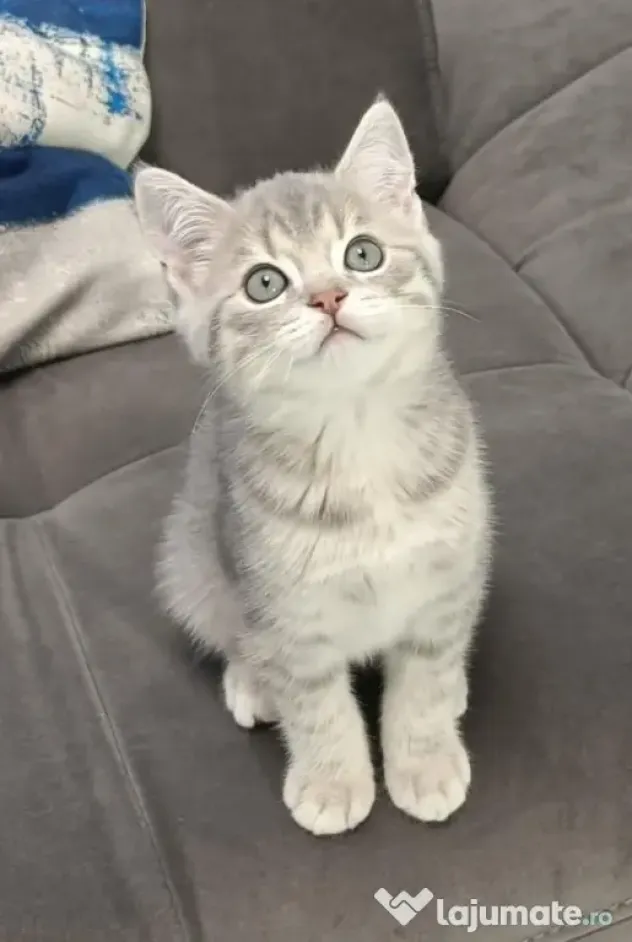 Pisici British Shorthair, Blue Silver Tabby și Alb cu gri Colorpoint, de +2 luni