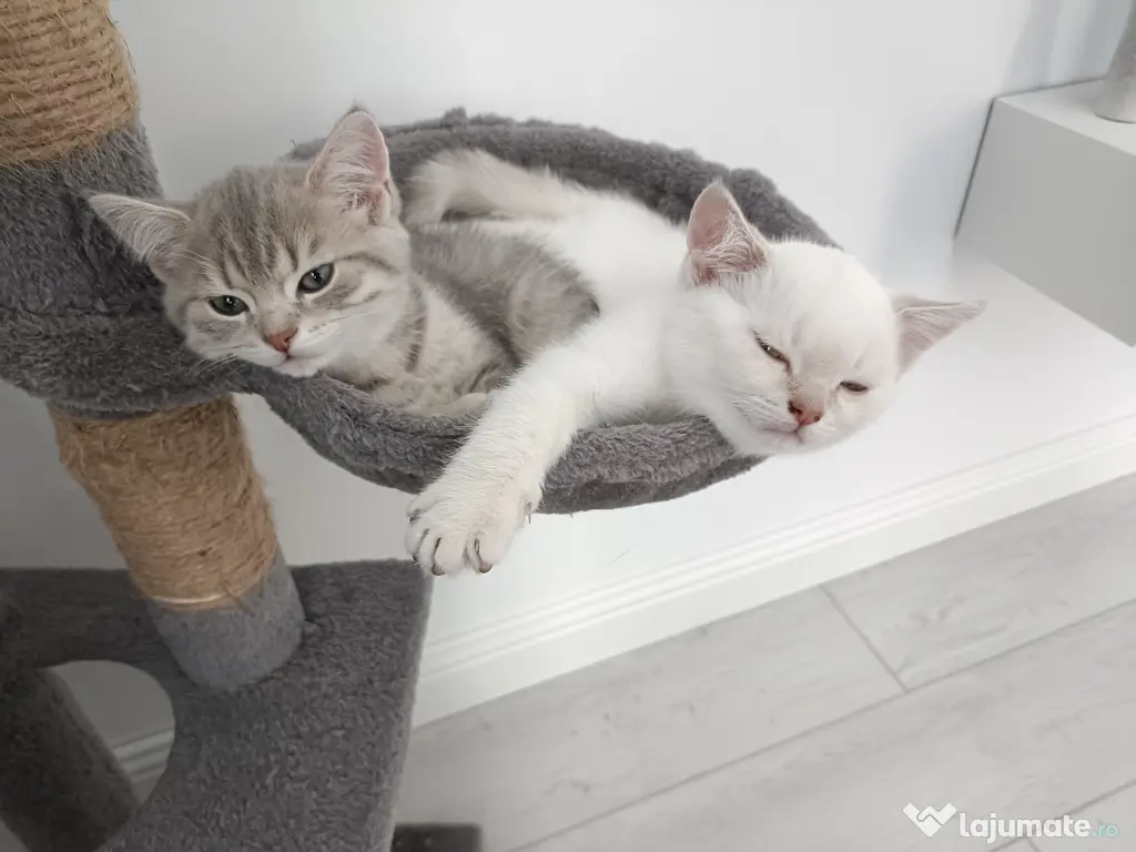 Pisici British Shorthair, Blue Silver Tabby și Alb cu gri Colorpoint, de +2 luni