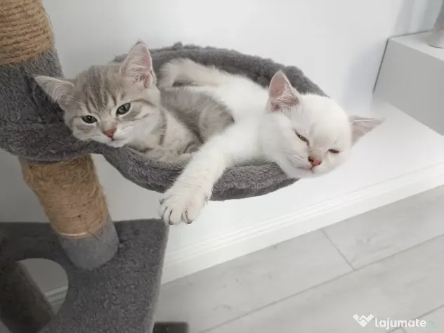 Pisici British Shorthair, Blue Silver Tabby și Alb cu gri Colorpoint, de +2 luni