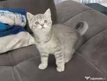 Pisici British Shorthair, Blue Silver Tabby și Alb cu gri Colorpoint, de +2 luni