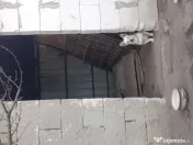 Căței metis bichon, 7 luni 
