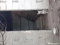 Căței metis bichon, 7 luni
