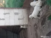 Căței metis bichon, 7 luni 