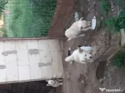 Căței metis bichon, 7 luni 