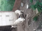 Căței metis bichon, 7 luni 