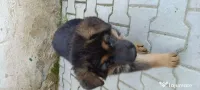Ciobanesc german femelă 