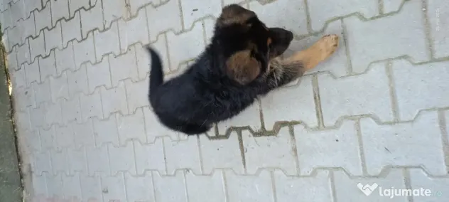 Ciobanesc german femelă