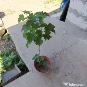 Coacaz rosu la ghiveci 
