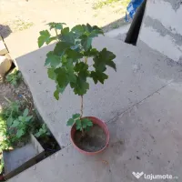 Coacaz rosu la ghiveci 