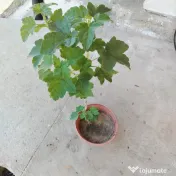 Coacaz rosu la ghiveci 