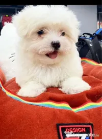 Bichon maltez alb pufos femela 2 luni 