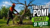 Cosit Iarbă și Întreținere Grădini Debarasări vegetale Si Multe Altele Seriozitate și Calitate