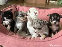 Pui catei Chihuahua adorabili