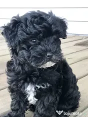 Caniche poodle mini toy 