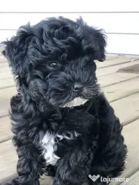 Chaniche poodle mini toy