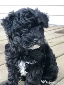 Caniche poodle mini toy