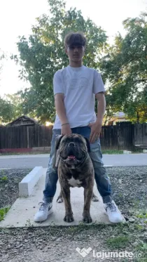 Old English Bulldogge cu Pedigree