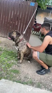 Old English Bulldogge cu Pedigree
