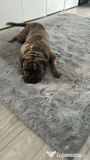 Old English Bulldogge cu Pedigree