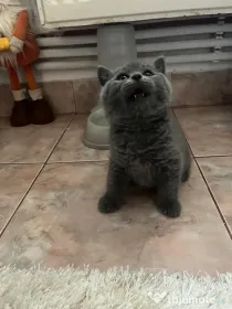 British shorthair de 2 luni