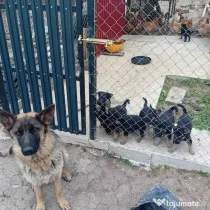 Pui Ciobănesc German Vâlcea, Comuna Roșiile – Disponibili pentru rezervare