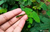 20 Semințe Mimosa Pudica – Planta Sensibilă care își strânge frunzele instant la atingere 