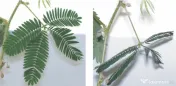 20 Semințe Mimosa Pudica – Planta Sensibilă care își strânge frunzele instant la atingere 