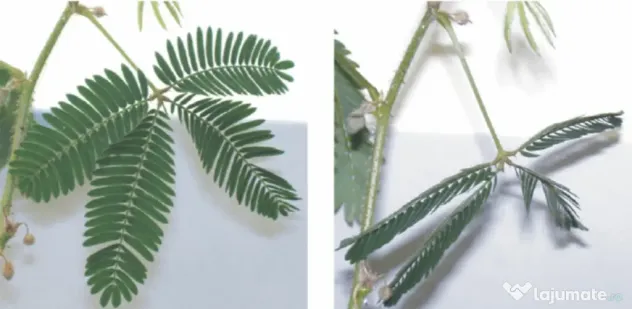 20 Semințe Mimosa Pudica – Planta Sensibilă care își strânge frunzele instant la atingere