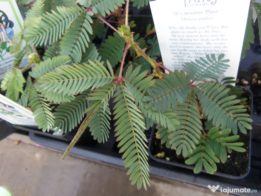 20 Semințe Mimosa Pudica – Planta Sensibilă care își strânge frunzele instant la atingere