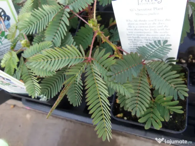 20 Semințe Mimosa Pudica – Planta Sensibilă care își strânge frunzele instant la atingere