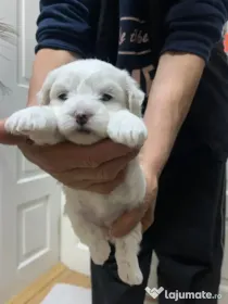 Bichon rasa pura