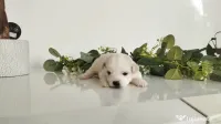 Bichon maltez 6 săptămâni 