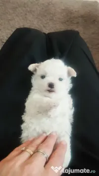 Bichon maltez 6 săptămâni 