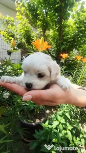 Bichon maltez 6 săptămâni 