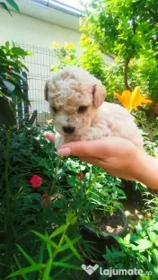 Bichon maltez 6 săptămâni 