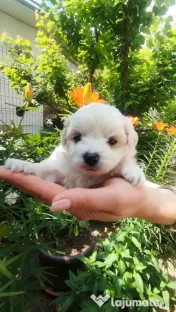 Bichon maltez 6 săptămâni 