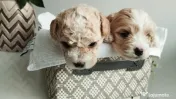Bichon maltez 6 săptămâni 