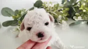 Bichon maltez 6 săptămâni 