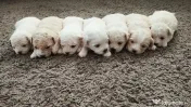 Bichon maltez 6 săptămâni 