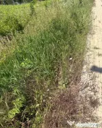 40euro/mp!!! Valea Lupului! Teren intravilan asfalt, utilita